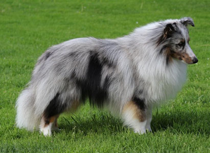 Der Vater, Grand Dennis 