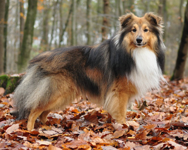 Der Vater, Qiunn von der Saarh�he