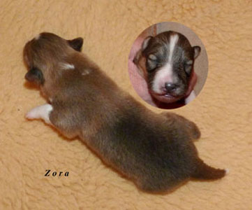 No 4 : Zora in Red