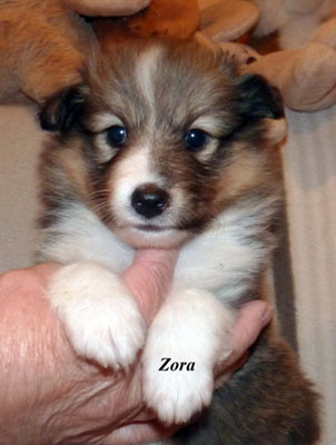No 4 : Zora in Red